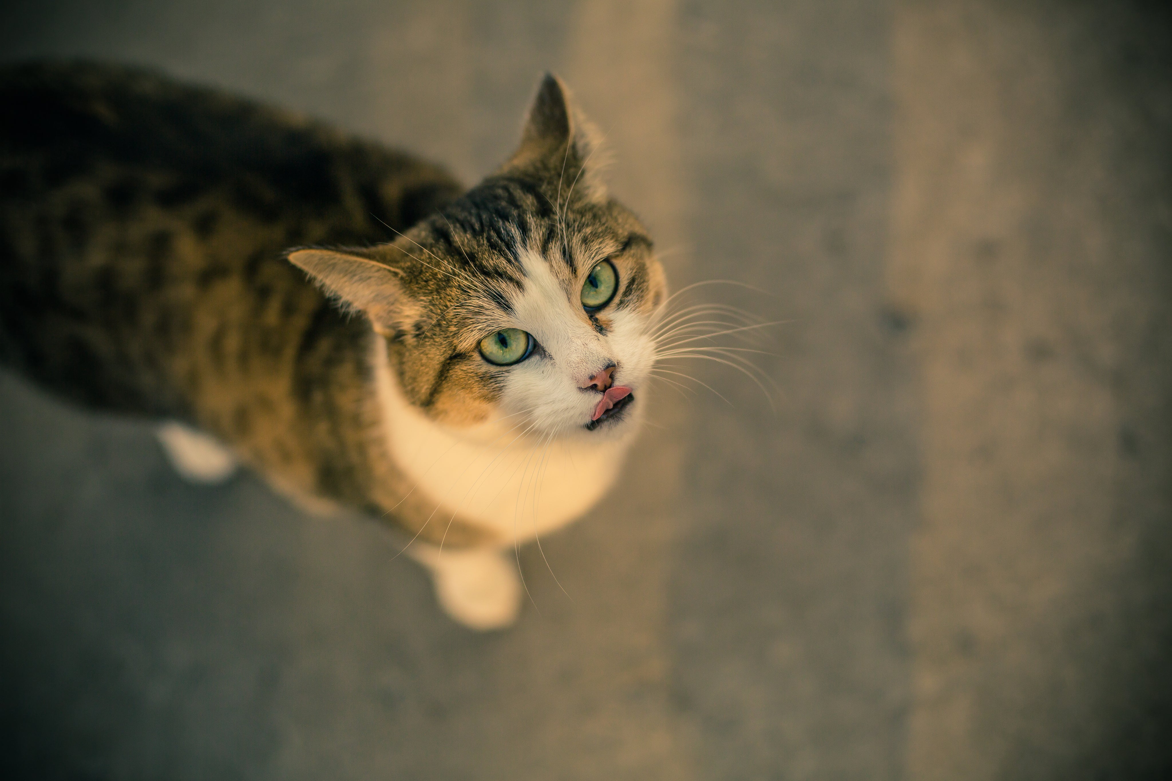 files/green-eyed-cat-licks-lips.jpg