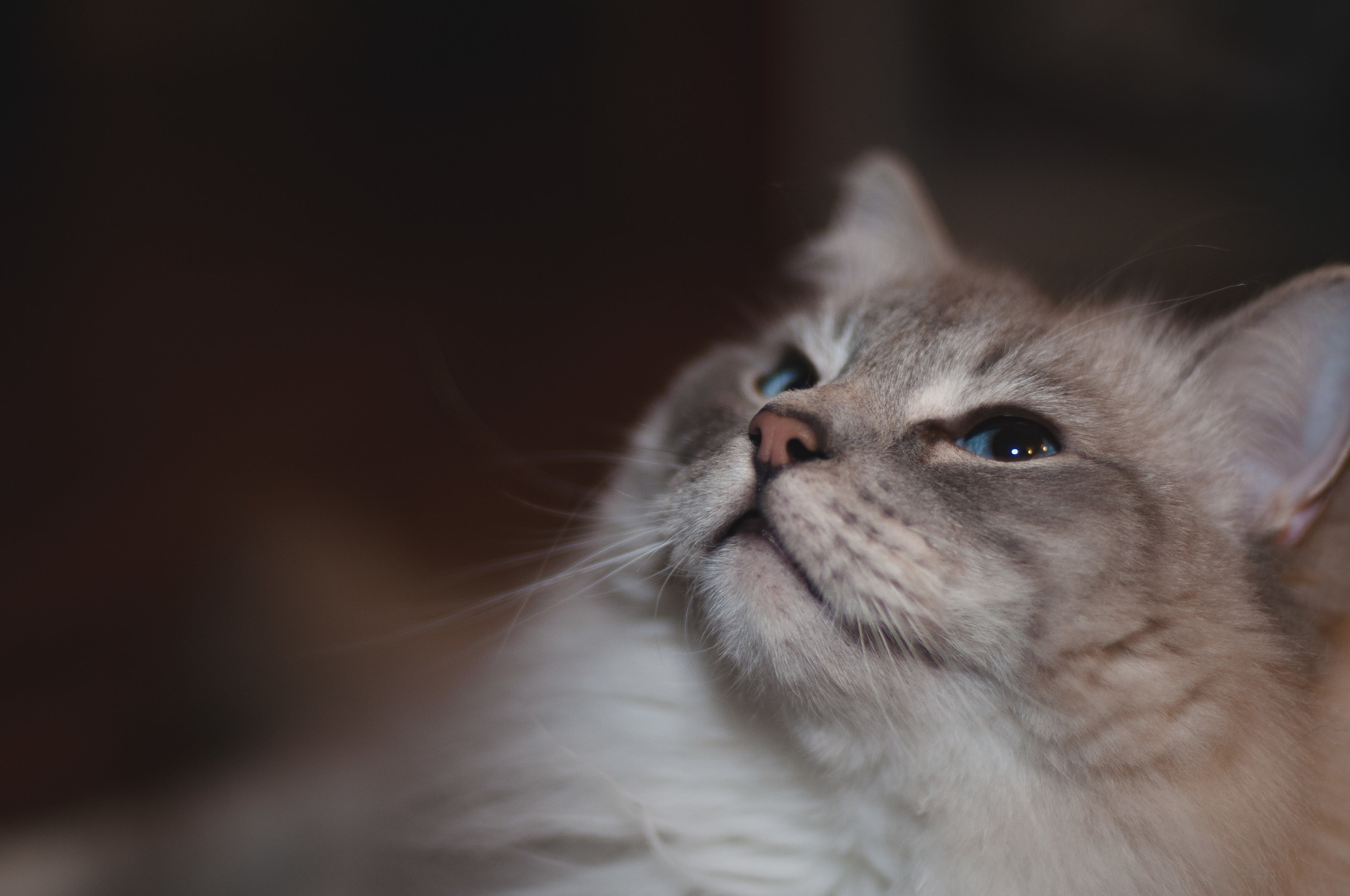 files/grey-cat-with-blue-eyes.jpg